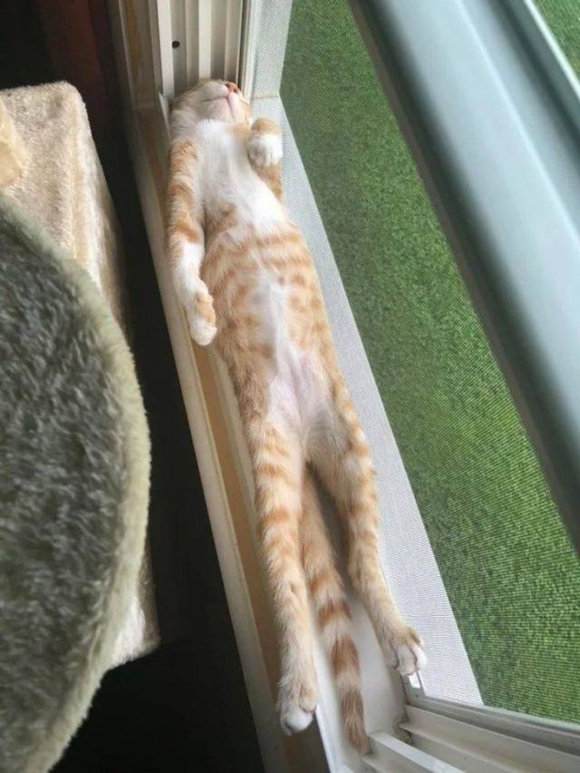Cats Can Sleep Anywhere (17 pics) Cats Can Sleep Anywhere (17 pics)