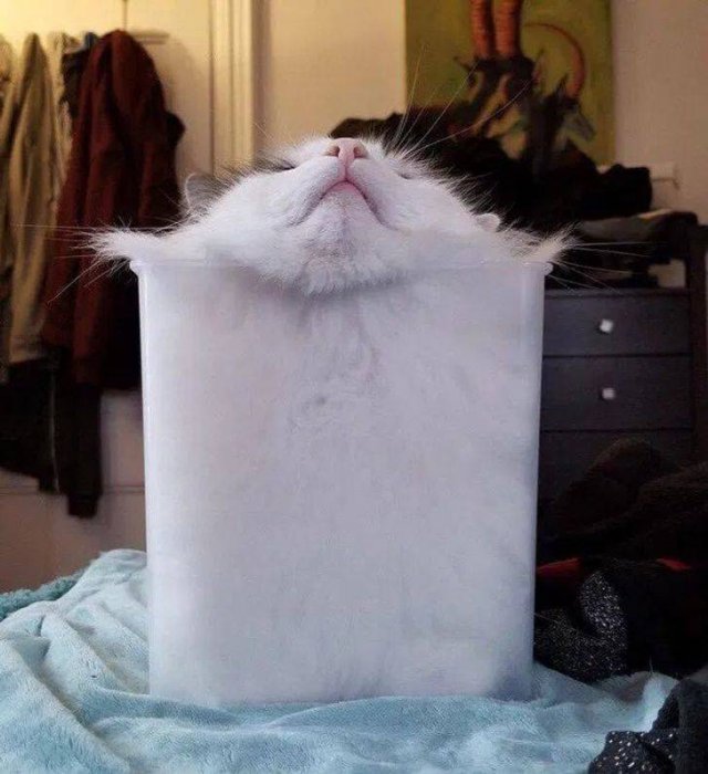 Cats Can Sleep Anywhere (17 pics) Cats Can Sleep Anywhere (17 pics)