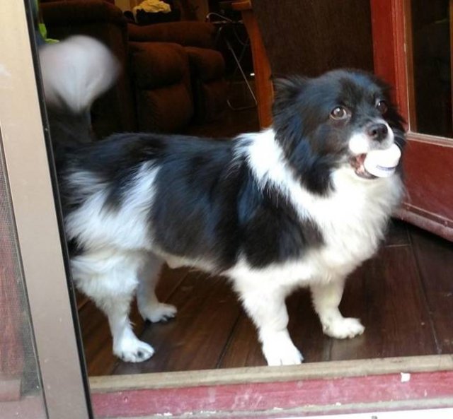 Generous Pets (19 pics)