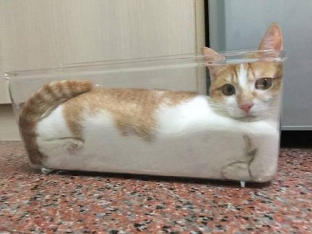 Cats Can Sleep Anywhere (17 pics) Cats Can Sleep Anywhere (17 pics)