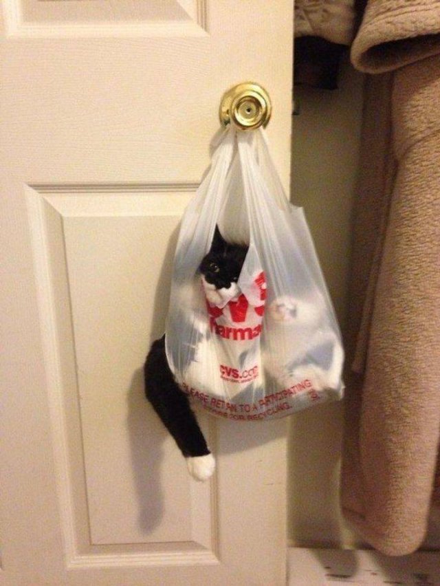 Cats Can Sleep Anywhere (17 pics) Cats Can Sleep Anywhere (17 pics)