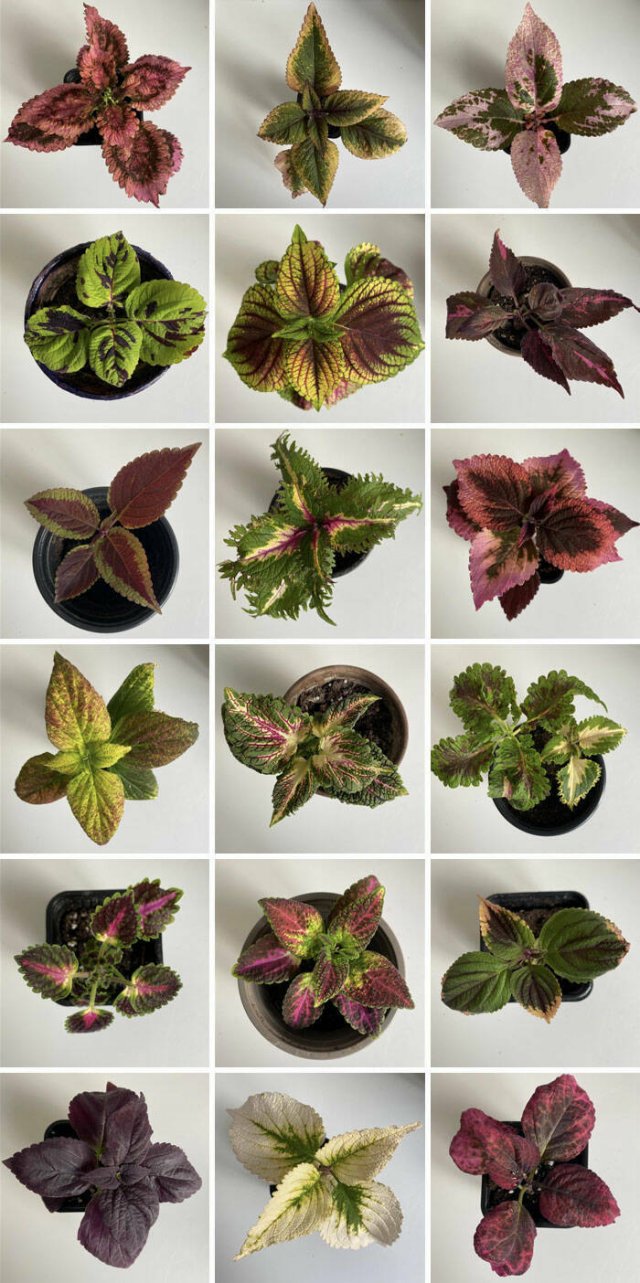 Cool And Interesting Collections (27 pics)