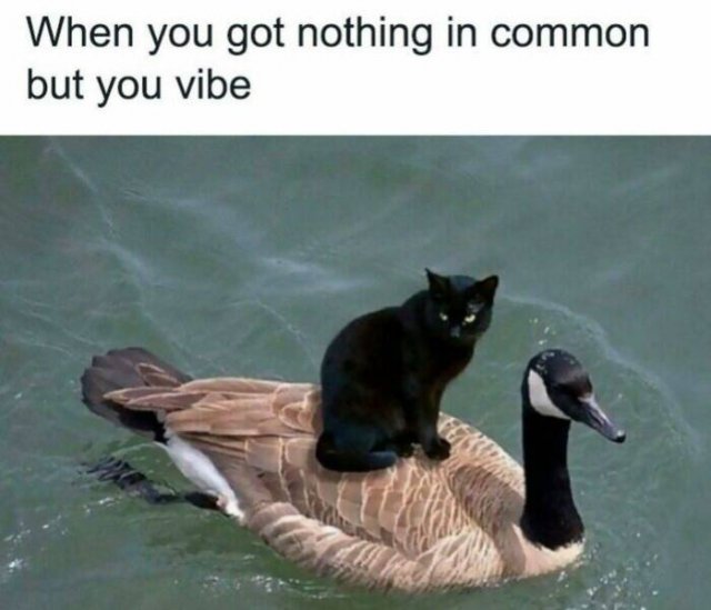 Truthful Memes (25 pics)