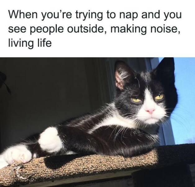 Truthful Memes (25 pics)