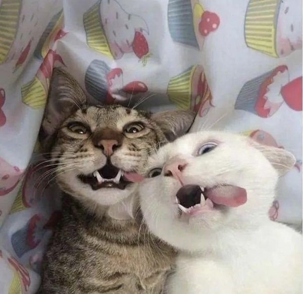 Cute And Funny Cats (26 pics)