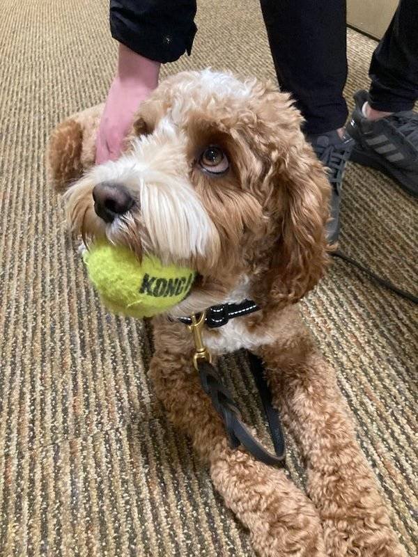 Dogs Have A Job Too (27 pics)
