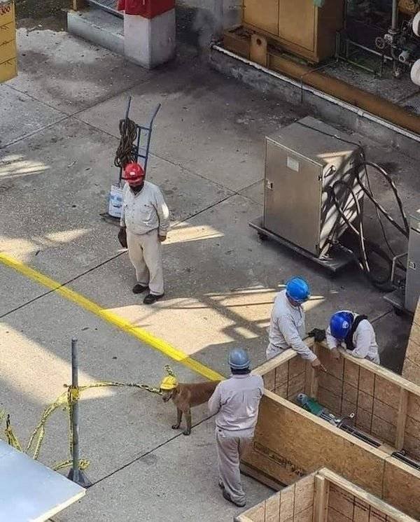 Dogs Have A Job Too (27 pics)