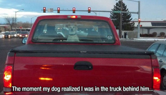 Man's Best Friends (22 pics)