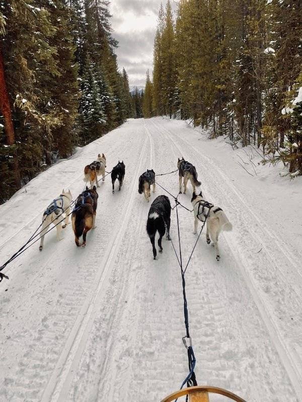 Dogs Have A Job Too (27 pics)