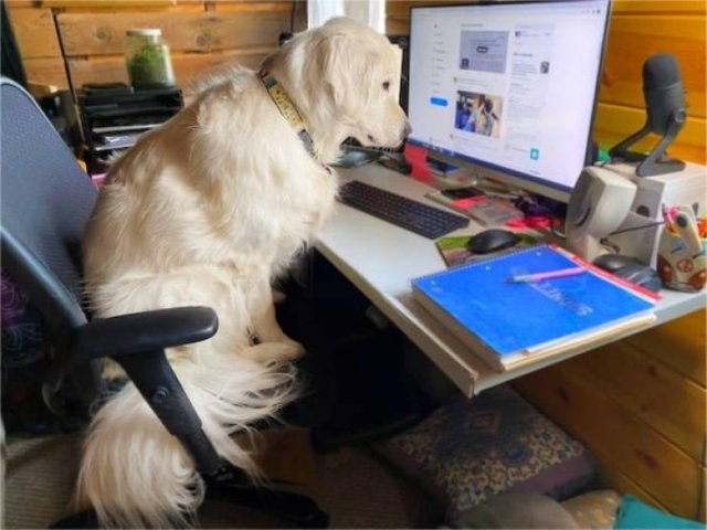 Dogs Have A Job Too (27 pics)
