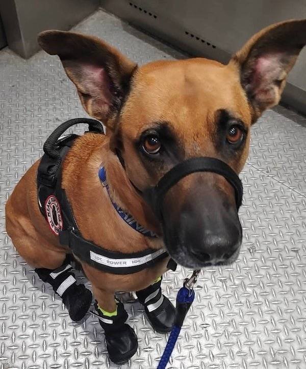 Dogs Have A Job Too (27 pics)