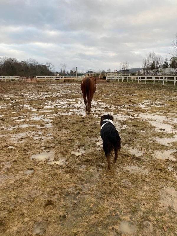 Dogs Have A Job Too (27 pics)
