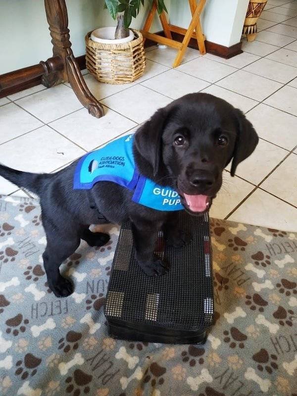 Dogs Have A Job Too (27 pics)