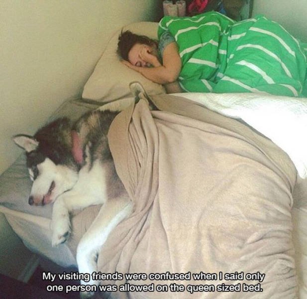 Man's Best Friends (22 pics)