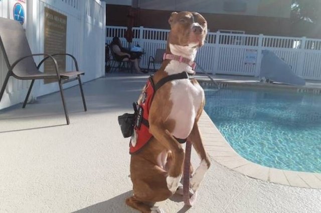 Dogs Have A Job Too (27 pics)