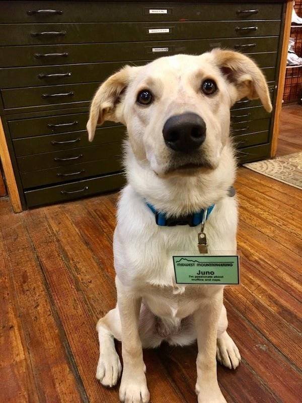 Dogs Have A Job Too (27 pics)