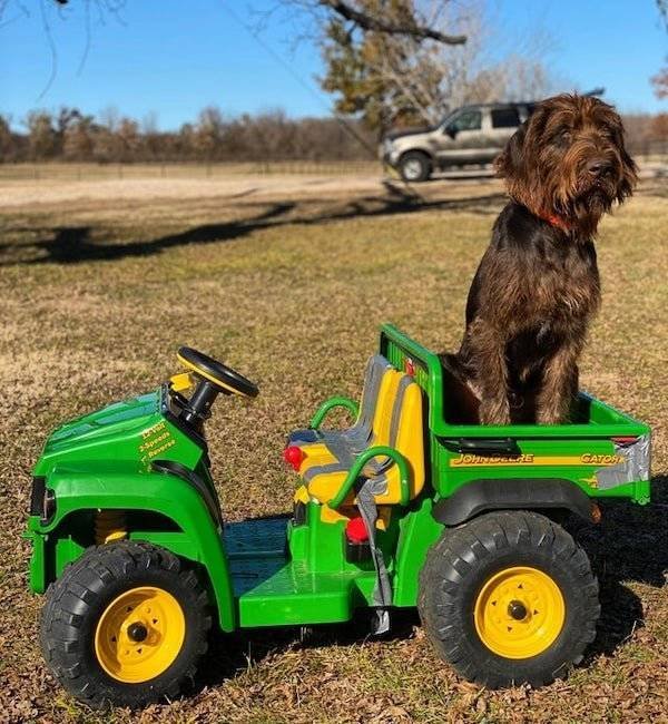 Dogs Have A Job Too (27 pics)