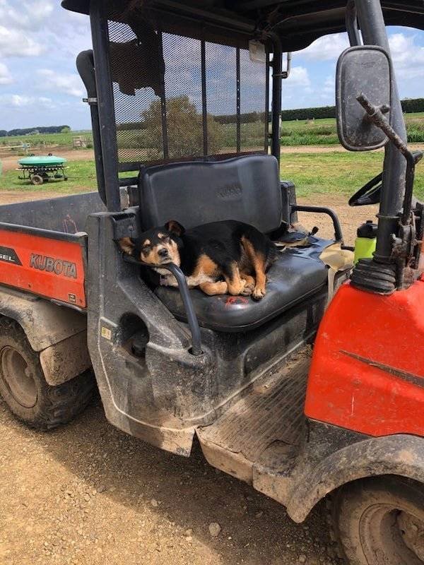 Dogs Have A Job Too (27 pics)