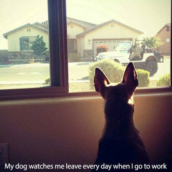 Man's Best Friends (22 pics)