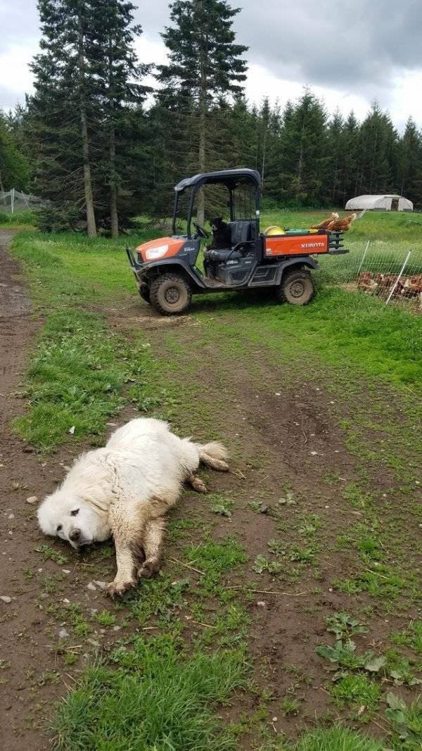 Dogs Have A Job Too (27 pics)