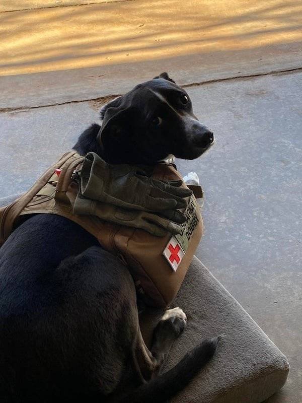 Dogs Have A Job Too (27 pics)