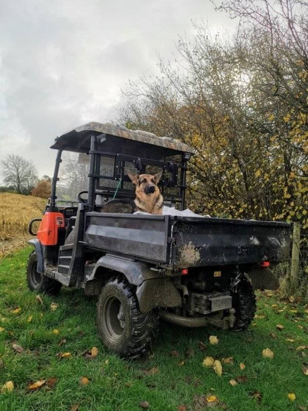 Dogs Have A Job Too (27 pics)