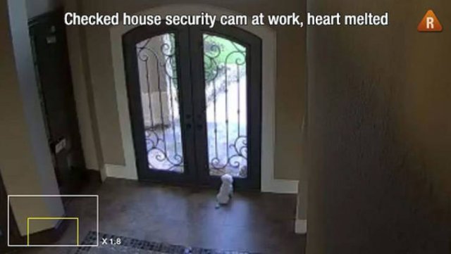 Man's Best Friends (22 pics)