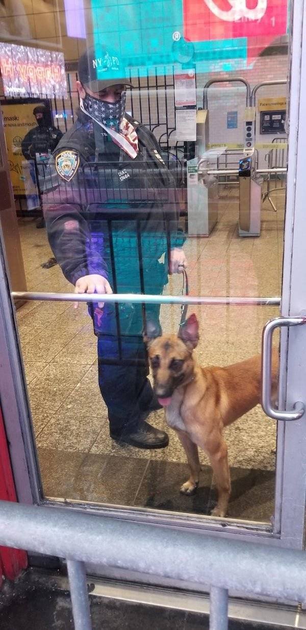 Dogs Have A Job Too (27 pics)