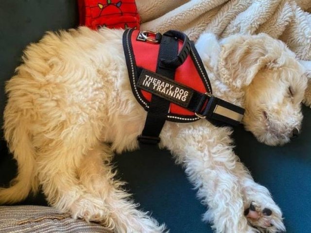Dogs Have A Job Too (27 pics)