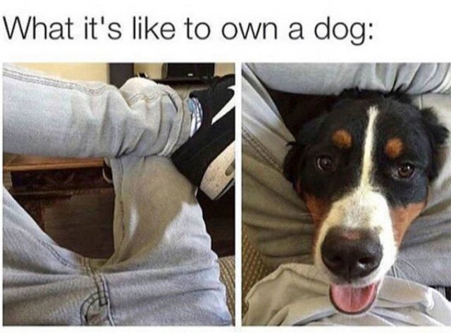 Man's Best Friends (22 pics)