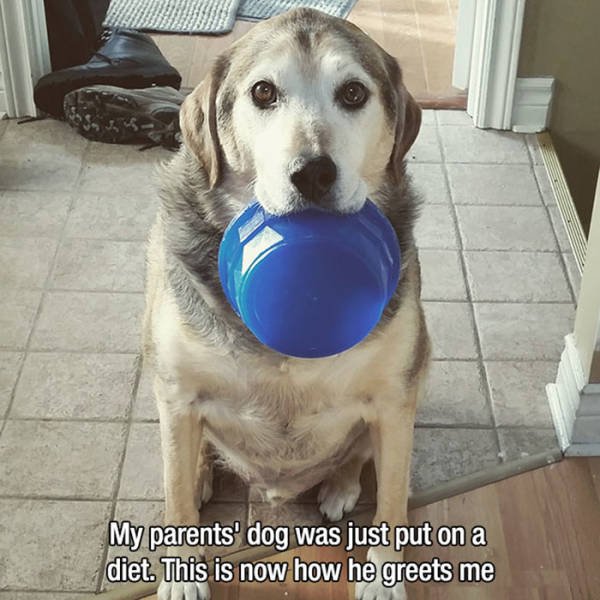 Man's Best Friends (22 pics)