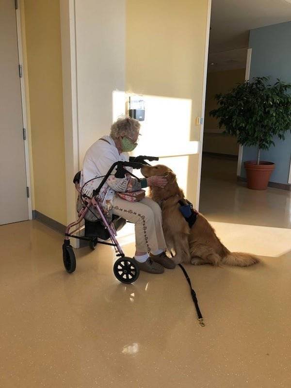 Dogs Have A Job Too (27 pics)