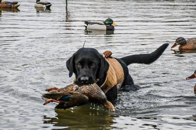 Dogs Have A Job Too (27 pics)