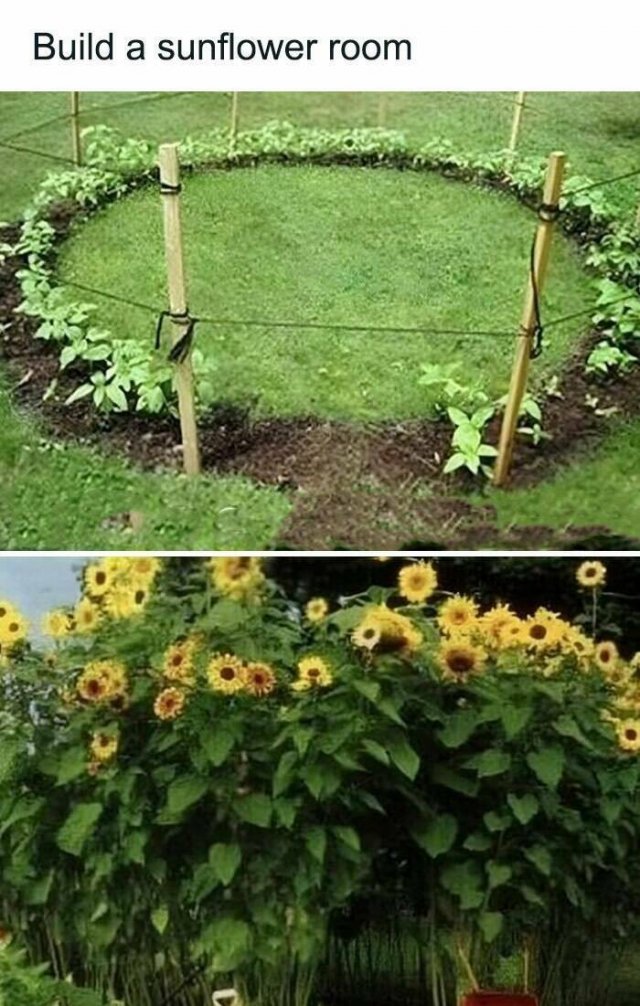 Posts For Plant Lovers (25 pics)