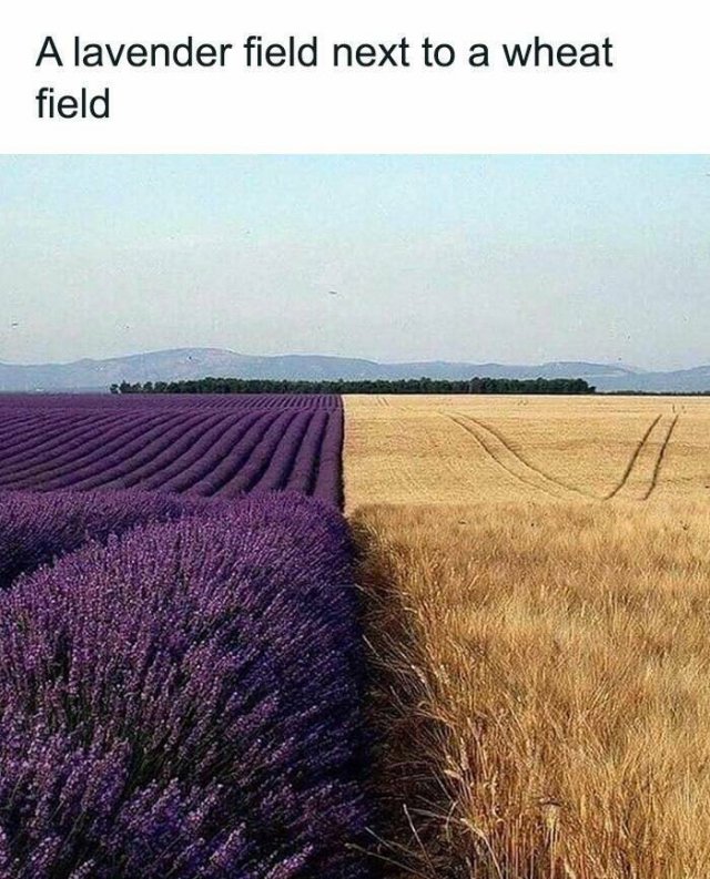 Posts For Plant Lovers (25 pics)