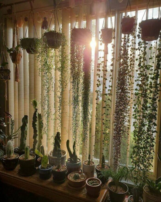 Posts For Plant Lovers (25 pics)