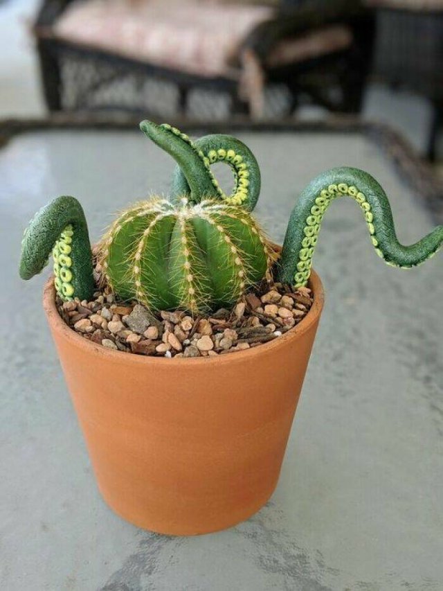 Posts For Plant Lovers (25 pics)