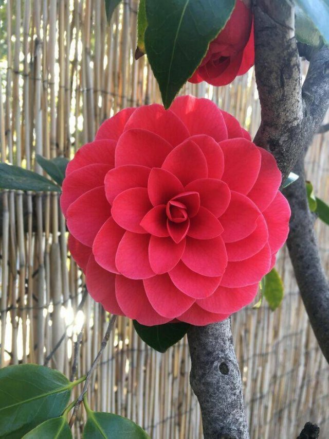 Posts For Plant Lovers (25 pics)