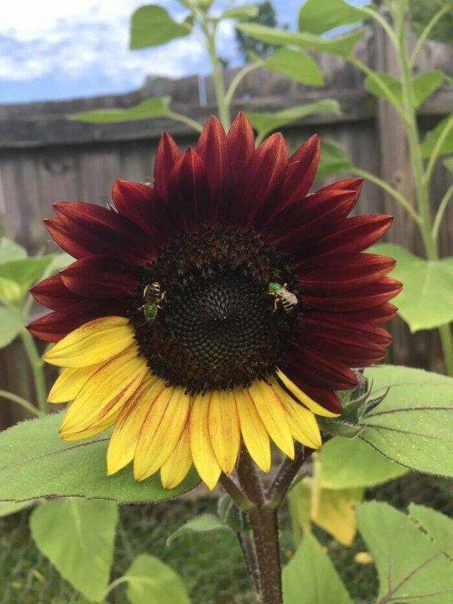 Posts For Plant Lovers (25 pics)