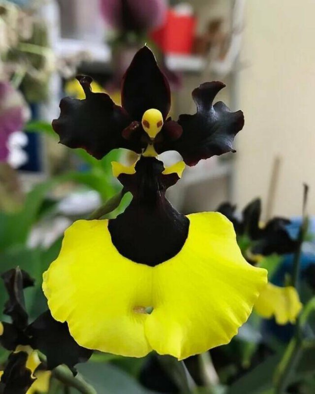 Posts For Plant Lovers (25 pics)