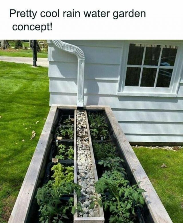 Posts For Plant Lovers (25 pics)