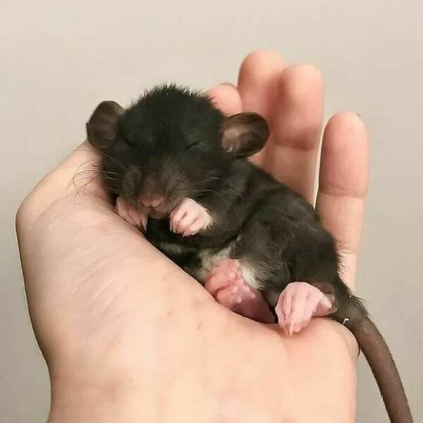 Cute And Funny Rats (26 pics)
