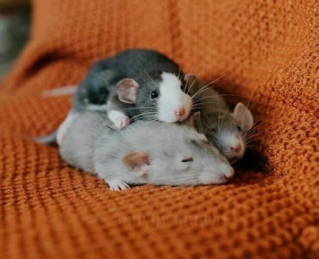 Cute And Funny Rats (26 pics)