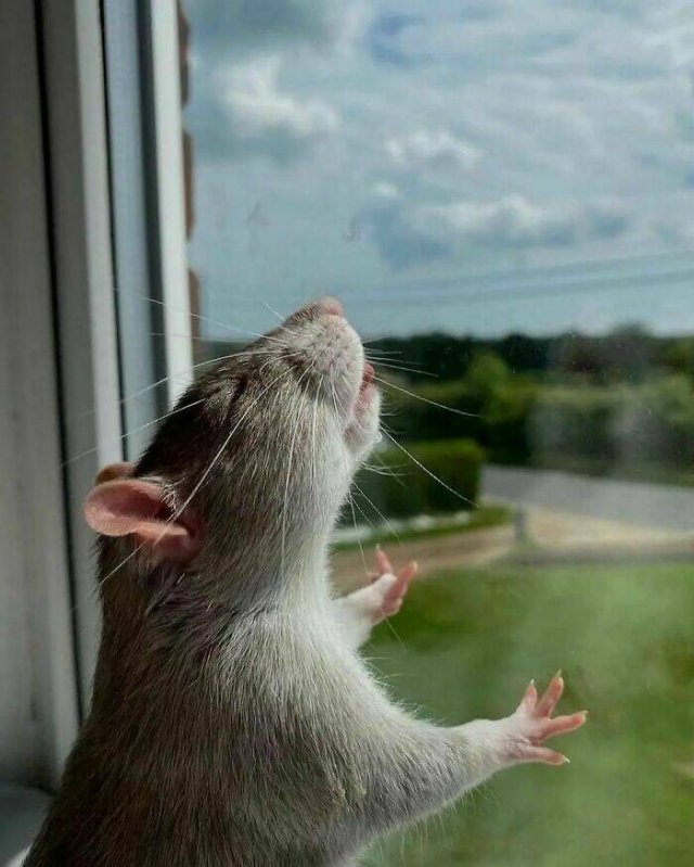 Cute And Funny Rats (26 pics)