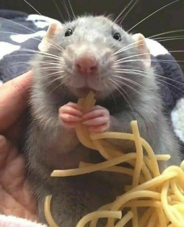 Cute And Funny Rats (26 pics)