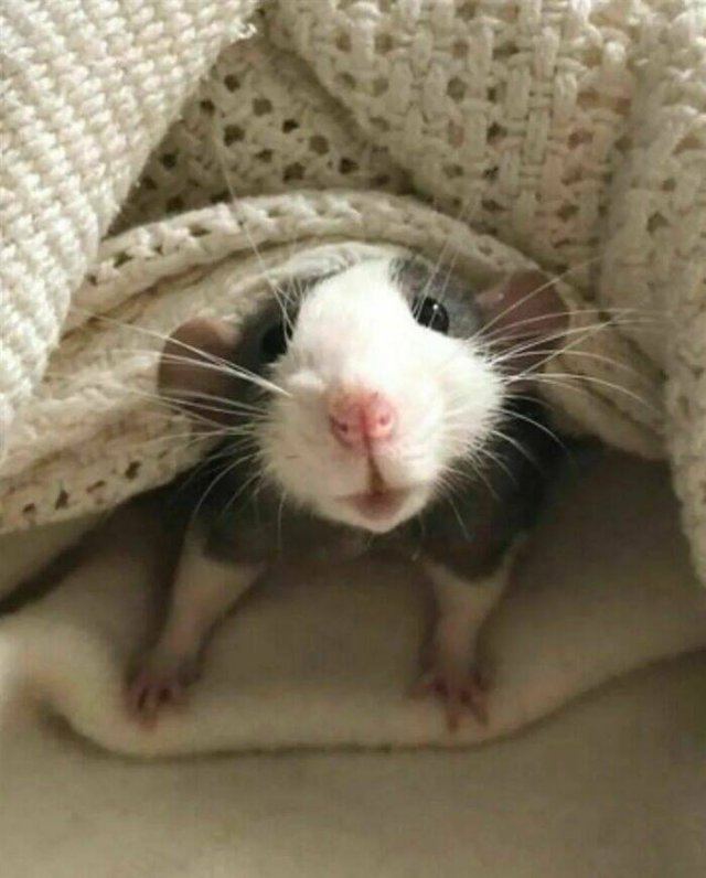 Cute And Funny Rats (26 pics)