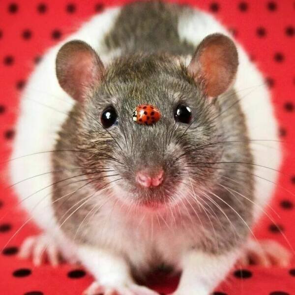 Cute And Funny Rats (26 pics)
