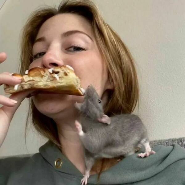 Cute And Funny Rats (26 pics)