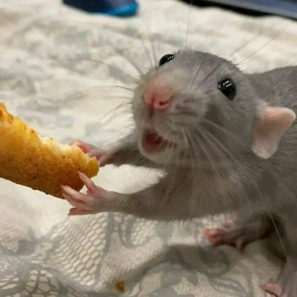 Cute And Funny Rats (26 pics)