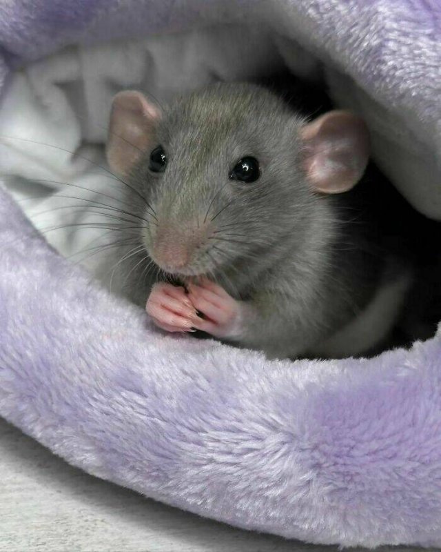 Cute And Funny Rats (26 pics)
